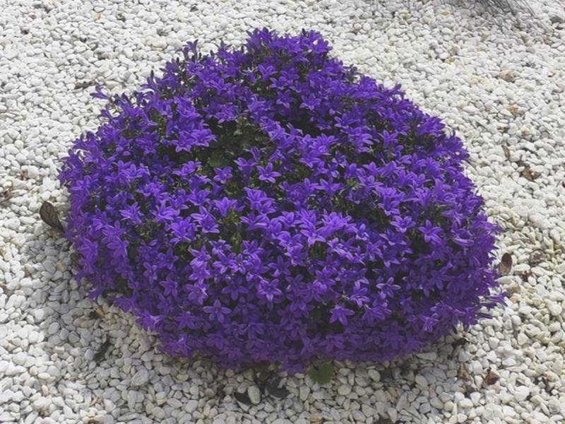 campanule redim