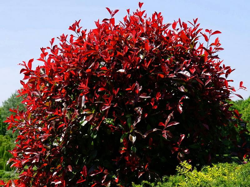 photinia redim
